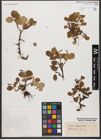 Foto von Salix reticulata L.